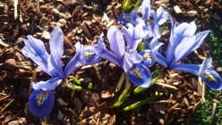 Iris reticulata ‘Alida ’ võrkiiris TAIMENA